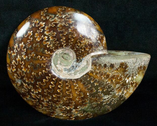 Wide Cleoniceras Ammonite - Madagascar #5247